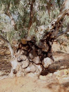 burls P1040207